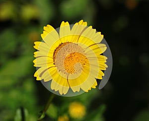 Corn Marigold - Coleostephus myconis. Asteraceae