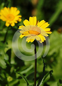 Corn Marigold - Coleostephus myconis. Asteraceae