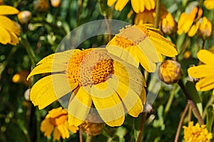 Corn marigold flowers