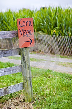 Corn Maze