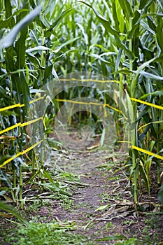 Corn Maze