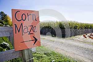 Corn maze