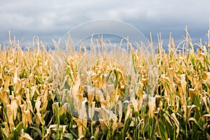 Corn maze