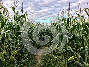 Corn maze