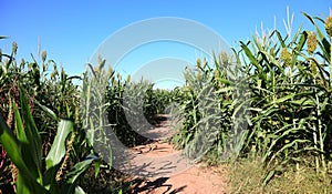 Corn Maze Path