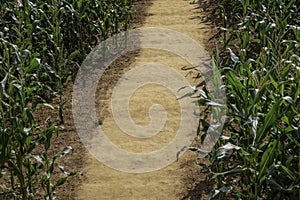 Corn Maze and Path stock photo