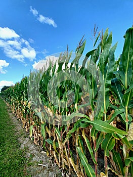 Corn for Miles