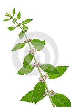 Corn mint flowers and leaves