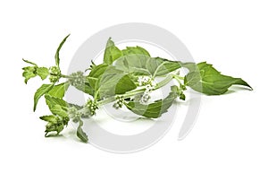 Corn mint flowers and leaves on a white background