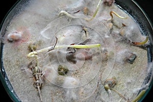 Corn molds with aflatoxin in a Petry dish
