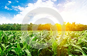 Corn on the mountain.