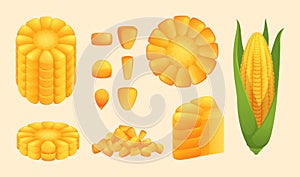 Corn. Natural healthy harvest products vegetables pieces sliced corns exact vector illustrations set