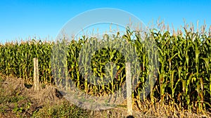 Corn a noble agricultural crop in Brazil photo