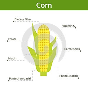 Corn nutrient of facts and health benefits, info graphic