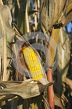 Corn in October