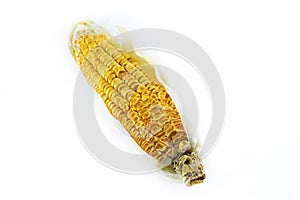 Corn old cob dried kernels on white isolated background