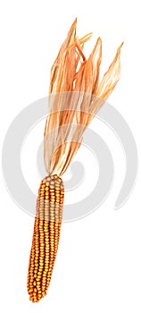 Corn panicle photo