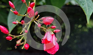 In the corn of the park, the red flowers(Jatropha integerrima) are blooming. photo