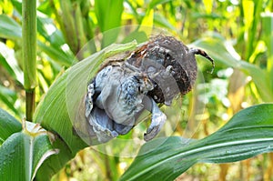 A corn plant affected by the fungus Ustilago zeae Unger