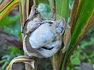 A corn plant affected by the fungus Ustilago zeae Unger