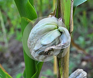 A corn plant affected by the fungus Ustilago zeae Unger