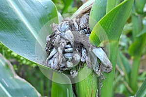 A corn plant affected by the fungus Ustilago zeae Unger