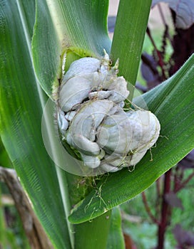 A corn plant affected by the fungus Ustilago zeae Unger