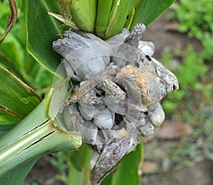 A corn plant affected by the fungus Ustilago zeae Unger