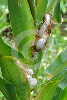 A corn plant affected by the fungus Ustilago zeae Unger