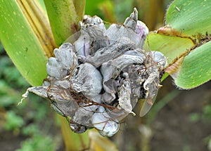 A corn plant affected by the fungus Ustilago zeae Unger