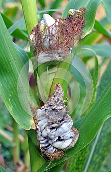 A corn plant affected by the fungus Ustilago zeae Unger