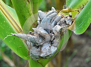 A corn plant affected by the fungus Ustilago zeae Unger