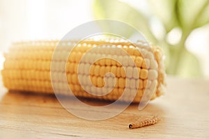 Corn plant attacked by worms in maize field