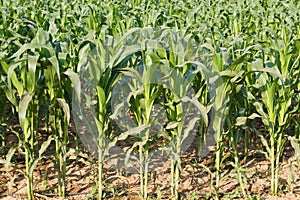 Corn plant.