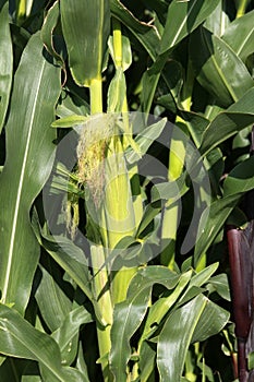 Corn plant close up