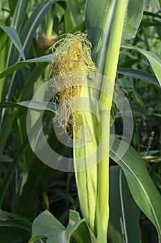 Corn on plant