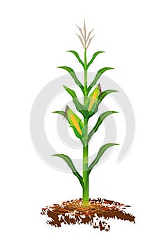 Corn plant