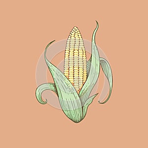corn plant cultivation with ripe corn cobs