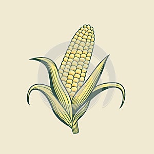 corn plant cultivation with ripe corn cobs