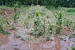 Corn plant damaged by flood. Corn farm fields under overcast rain clouds flooded