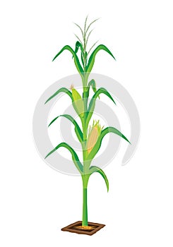 Corn plant