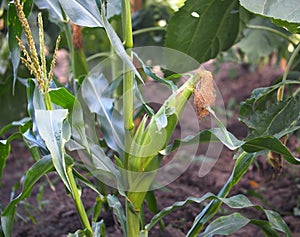 Corn Plant