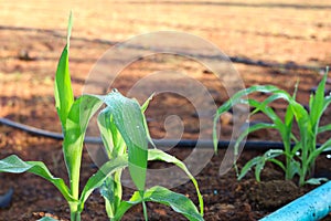 Corn plant is emerging in the garden with a drip irrigation system