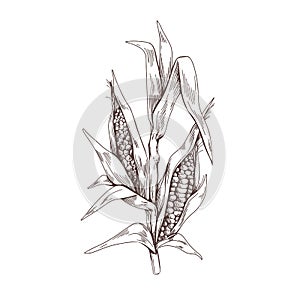 Corn plant engraving. Vintage botanical drawing of field maize stalk with leaf. Vegetable crop sketch in retro style