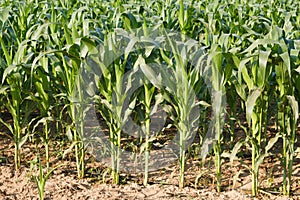 Corn plant.
