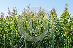 Corn plant field Countryside on sunny summer day