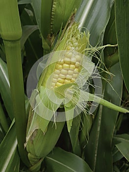 Corn plant growing in field