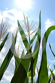Corn Plant Growing In Summer Sun