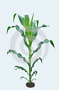 Corn plant isolated. Maize Isolated on white.