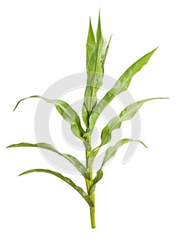 Corn plant